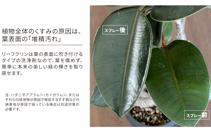 楽天市場】【マラソンクーポン有！】【葉面洗浄剤】リーフクリン/業務
