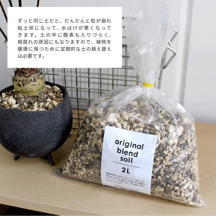 楽天市場 マラソンクーポン発行中 オリジナルブレンド 観葉植物用 用土 2l 観葉植物 多肉植物の植え替えに 5号鉢 6号鉢 花のアリマツ楽天市場支店 楽天市場 マラソンクーポン発行中 オリジナルブレンド 観葉植物用 用土 2l 観葉植物 多肉植物の植え替えに 5号鉢 6号鉢 花のアリマツ楽天市場支店