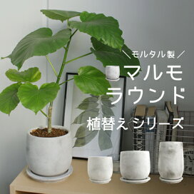 楽天市場】【現品】ビロウヤシ/ビロウ椰子/ジャワビロウ 10号 白鉢 