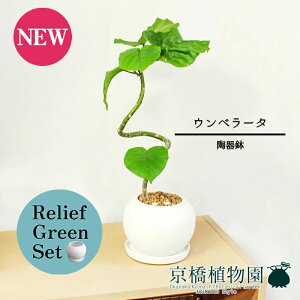 ySSN[|zy[tO[Zbgzy픫zEx[^@Ȃy󂯎Mtz4G×KW}y픫/󂯎Mtzy2Zbgz