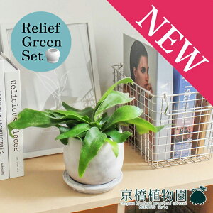 【30日はP5倍!】【リリーフグリーンセット】【マルモラウンドSサイズ/受け皿付き】コウモリラン・ビフルカツム×ガジュマル【陶器鉢/受け皿付き】【2鉢セット】