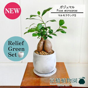 y30P5{Izy[tO[Zbgzy}EhSzKW}y󂯎Mtz4G×KW}y픫/󂯎Mtzy2Zbgz