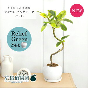 y30P5{Izy[tO[Zbgzye[g픫/zCgztBJXEAeV[}@Ȃy󂯎Mtz4G×KW}y픫/󂯎Mtzy2Zbgz