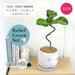 【30日はP5倍!】【マラソンクーポン有】【リリーフグリーンセット】【マルモラウンドLサイズ/受け皿付き】カシワバゴムノキ バンビーノ 曲がり 4G×ガジュマル【陶器鉢/受け皿付き】【2鉢