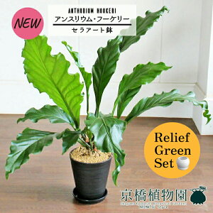 y[tO[ZbgzyZA[gzAXEEt[P[@7@×tXS@Ȃy픫/󂯎Mtzy2Zbgz