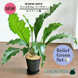 y[tO[ZbgzyZA[gzAXEEt[P[@7@×TXxAy픫/󂯎Mtzy2Zbgz