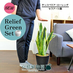 【30日はP5倍!】【マラソンクーポン有】【リリーフグリーンセット】【黒セラアート鉢】サンスベリア・ローレンチ 7号 ×ガジュマル【陶器鉢/受け皿付き】【2鉢セット】