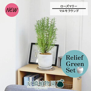 【30日はP5倍!】【マラソンクーポン有】【リリーフグリーンセット】【マルモラウンドM】ローズマリー 4G×ガジュマル【陶器鉢/受け皿付き】【2鉢セット】