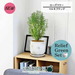 【30日はP5倍!】【マラソンクーポン有】【リリーフグリーンセット】【マルモラウンドL】ローズマリー 4G×ガジュマル【陶器鉢/受け皿付き】【2鉢セット】