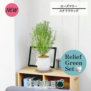 【30日はP5倍!】【マラソンクーポン有】【リリーフグリーンセット】【ステララウンド:Mサイズ/陶器鉢】ローズマリー 4G×ガジュマル【陶器鉢/受け皿付き】【2鉢セット】