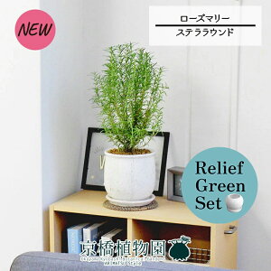 【30日はP5倍!】【マラソンクーポン有】【リリーフグリーンセット】【ステララウンド:Lサイズ/陶器鉢】ローズマリー 4G×ガジュマル【陶器鉢/受け皿付き】【2鉢セット】