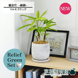 【30日はP5倍!】【マラソンクーポン有】【リリーフグリーンセット】【マルモラウンドM】観音竹(カンノンチク) -綾錦- 4G×ガジュマル【陶器鉢/受け皿付き】【2鉢セット】