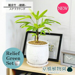 【30日はP5倍!】【マラソンクーポン有】【リリーフグリーンセット】【ステララウンド:Lサイズ/陶器鉢】観音竹(カンノンチク) -綾錦- 4G×ガジュマル【陶器鉢/受け皿付き】【2鉢セット】