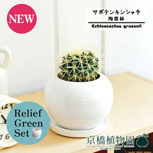 【30日はP5倍!】【マラソンクーポン有】【リリーフグリーンセット】【陶器鉢/ホワイト】サボテン 金鯱(キンシャチ)【受け皿付き】3.5G×ガジュマル【陶器鉢/受け皿付き】【2鉢セット】