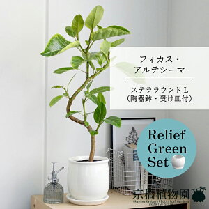 y5P5{IzySSN[|zySSizy[tO[ZbgztBJXEAeV[} ȂyXeEhLTCY/zCgz 󂯎Mt 6G×KW}y픫/󂯎M