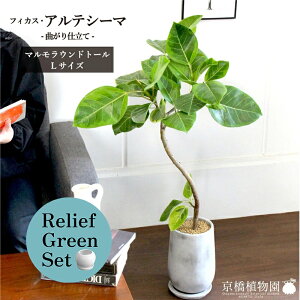 【30日はP5倍!】【マラソンクーポン有】【リリーフグリーンセット】【マルモラウンドトールLサイズ】アルテシーマ 曲がり【受け皿付き】×ガジュマル【陶器鉢/受け皿付き】【2鉢セット