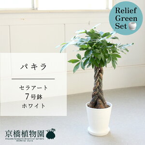 【30日はP5倍!】【マラソンクーポン有】【リリーフグリーンセット】【セラアート鉢/ホワイト 白】パキラ 7号【受け皿付き】 ×ガジュマル【陶器鉢/受け皿付き】【2鉢セット】