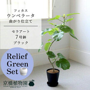 【30日はP5倍!】【マラソンクーポン有】【リリーフグリーンセット】【セラアート鉢/ブラック 黒】フィカス ウンベラータ 曲がり 7号 ×サンスベリア【陶器鉢/受け皿付き】【2鉢セッ