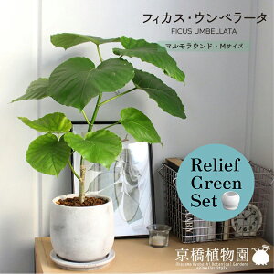 ySSN[|zy[tO[Zbgzy}EhMTCYzEx[^y󂯎Mtz×KW}y픫/󂯎Mtzy2Zbgz