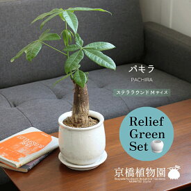 【マラソンクーポン有！】【リリーフグリーンセット】【ステララウンド：Mサイズ/陶器鉢】パキラ：バオバブフォーム【受け皿付き】×ガジュマル【陶器鉢/受け皿付き】【2鉢セット】