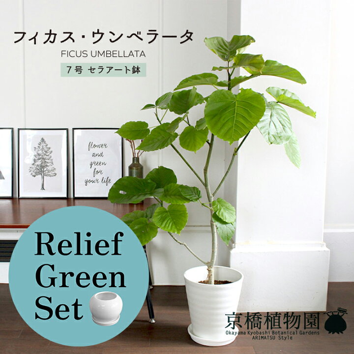 楽天市場】【10日はP5倍！】【マラソンクーポン有】【リリーフグリーン 