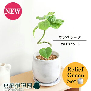 【30日はP5倍!】【マラソンクーポン有】【リリーフグリーンセット】【マルモラウンドL】ウンベラータ 曲がり【受け皿付き】4G×フランスゴム 曲がり【陶器鉢/受け皿付き】【2鉢セット