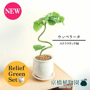 y30P5{Izy}\N[|Lzy[tO[ZbgzyXeEhFMTCY/픫zEx[^@Ȃy󂯎Mtz4G×tXS@Ȃy픫/󂯎Mt