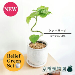 y30P5{Izy}\N[|Lzy[tO[ZbgzyXeEhFLTCY/픫zEx[^@Ȃy󂯎Mtz4G×tXS@Ȃy픫/󂯎Mt