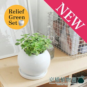 【30日はP5倍!】【リリーフグリーンセット】【陶器鉢】ハーブ アロマティカス【受け皿付き】×フランスゴム 曲がり【陶器鉢/受け皿付き】【2鉢セット】