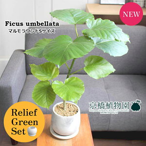 y30P5{Izy[tO[Zbgzy}EhSTCYztBJXEEx[^y󂯎Mtz×tXS@Ȃy픫/󂯎Mtzy2Zbgz