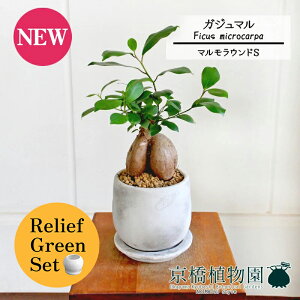 y10P5{IzySSN[|zy[tO[Zbgzy}EhSzKW}y󂯎Mtz4G×tXS@Ȃy픫/󂯎Mtzy2Zbgz