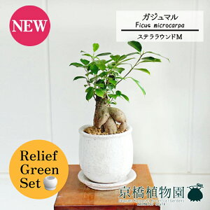 ySSN[|zySSizy[tO[ZbgzyXeEhFMTCY/픫zKW}y󂯎Mtz5G×tXS@Ȃy픫/󂯎Mtzy2Zbgz