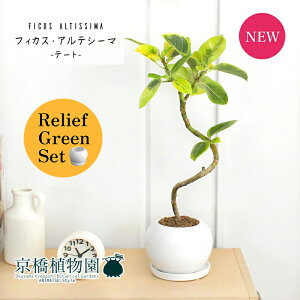 y1P7{Izy[tO[Zbgzye[g픫/zCgztBJXEAeV[}@Ȃy󂯎Mtz4G×tXS@Ȃy픫/󂯎Mtzy2Zbgz