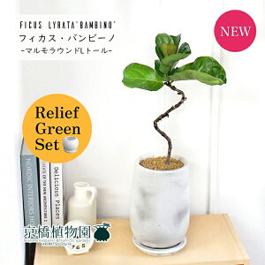 【30日はP5倍!】【リリーフグリーンセット】【マルモラウンドトールLサイズ/受け皿付き】カシワバゴムノキ バンビーノ 曲がり 4G×フランスゴム 曲がり【陶器鉢/受け皿付き】【2鉢セット