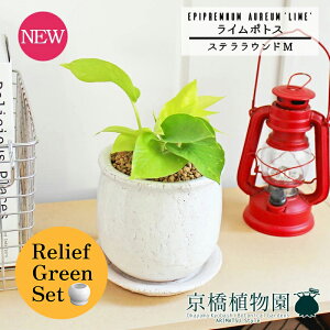 y1P7{zy[tO[ZbgzyXeEhFMTCY/픫zC|gXy󂯎Mtzpot×tXS@Ȃy픫/󂯎Mtzy2Zbgz