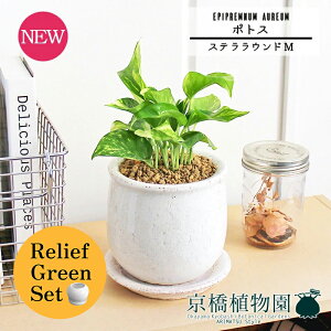 【マラソンクーポン有】【リリーフグリーンセット】【ステララウンド:Mサイズ/陶器鉢】ポトス【受け皿付き】pot×フランスゴム 曲がり【陶器鉢/受け皿付き】【2鉢セット】