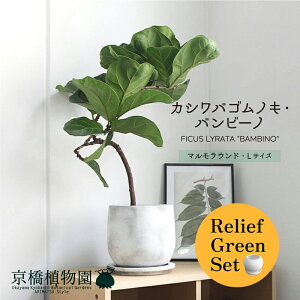 y30P5{Izy}\N[|Lzy[tO[Zbgzy}EhLTCYzJVoSmLEor[my󂯎Mtz×tXS@Ȃy픫/󂯎Mt