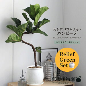 y30P5{Izy}\N[|Lzy[tO[ZbgzyXeEhFLTCY/픫zJVoSmLEor[my󂯎Mtz×tXS@Ȃy픫/