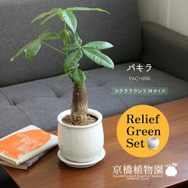 【マラソンクーポン有！】【リリーフグリーンセット】【ステララウンド：Mサイズ/陶器鉢】パキラ：バオバブフォーム【受け皿付き】×フランスゴム　曲がり【陶器鉢/受け皿付き】【2鉢セット】