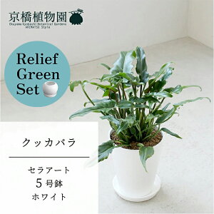 ySSN[|zySSizy[tO[ZbgzyZA[g^zCgzNbJo@5y󂯎Mtz×KW}y픫/󂯎Mtzy2Zbgz