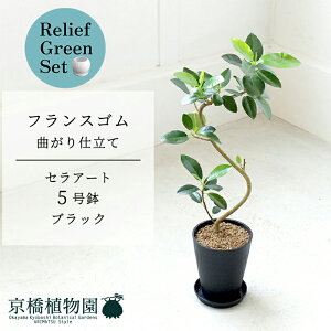 【30日はP5倍!】【マラソンクーポン有】【リリーフグリーンセット】【セラアート鉢/ブラック】フランスゴム 超曲がり 5号【受け皿付き】×ガジュマル【陶器鉢/受け皿付き】【2鉢セッ