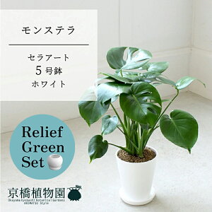 【30日はP5倍!】【マラソンクーポン有】【リリーフグリーンセット】【セラアート鉢/ホワイト】モンステラ 5号【受け皿付き】×ガジュマル【陶器鉢/受け皿付き】【2鉢セット】