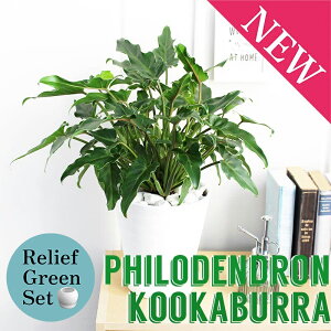 y30P5{Izy}\N[|Lzy[tO[ZbgzNbJo@6yZA[gz×KW}y픫/󂯎Mtzy2Zbgz