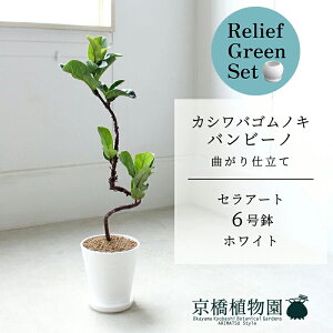 【マラソンクーポン有】【リリーフグリーンセット】【セラアート鉢/ホワイト】カシワバゴムノキフィカス・リラータ)バンビーノ 曲がり  6号【受け皿付き】×ガジュマル【陶器鉢/受け