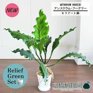 y30P5{Izy}\N[|Lzy[tO[ZbgzyZA[gzAXEEt[P[@6×KW}y픫/󂯎Mtzy2Zbgz