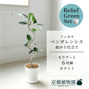 【マラソンクーポン有】【リリーフグリーンセット】【セラアート鉢/ホワイト】フィカス ベンガレンシス 6号 E6G【受け皿付き】×ガジュマル【陶器鉢/受け皿付き】【2鉢セット】