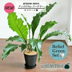 【30日はP5倍!】【マラソンクーポン有】【リリーフグリーンセット】【黒セラアート鉢】アンスリウム・フーケリー 7号×ガジュマル【陶器鉢/受け皿付き】【2鉢セット】