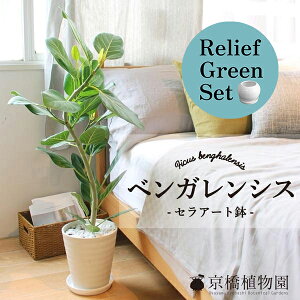 【30日はP5倍!】【マラソンクーポン有】【リリーフグリーンセット】フィカス・ベンガレンシス・オードリー 7号【セラアート鉢】×ガジュマル【陶器鉢/受け皿付き】【2鉢セット】