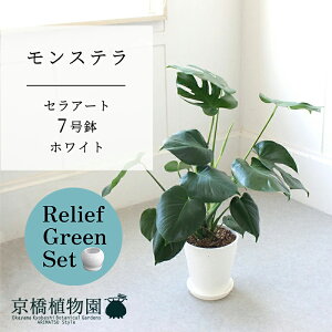 【30日はP5倍!】【マラソンクーポン有】【リリーフグリーンセット】【セラアート鉢/ホワイト 白】モンステラ 7号【受け皿付き】×ガジュマル【陶器鉢/受け皿付き】【2鉢セット】