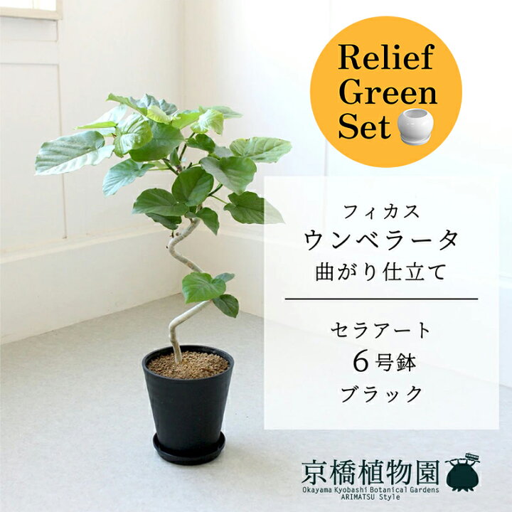 楽天市場】【リリーフグリーンセット】【セラアート鉢／ブラック 